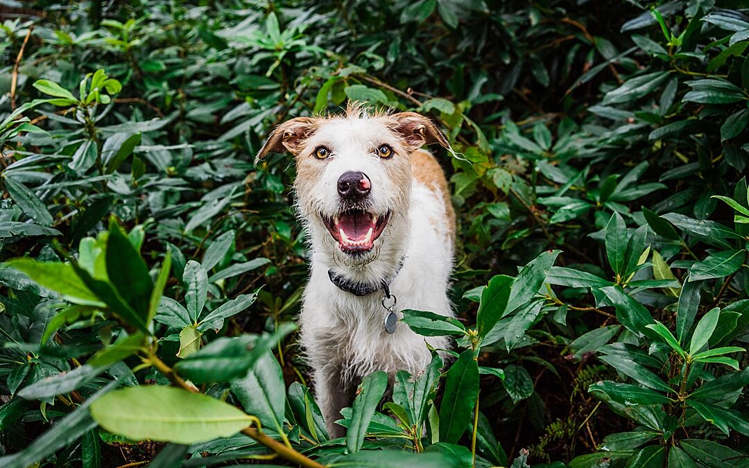 How to make your pet business stand out from the competition
